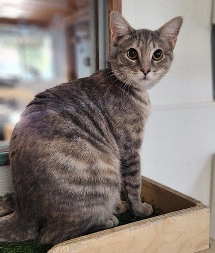 Kitten 27878 (Anna)
