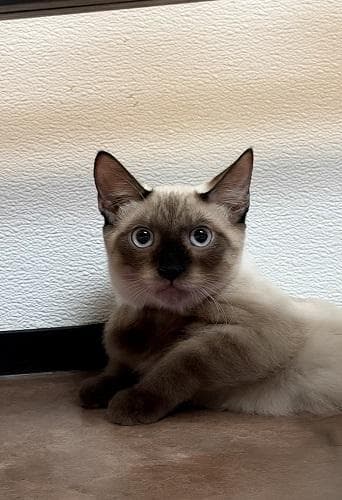 Kitten 28054 (Toast)