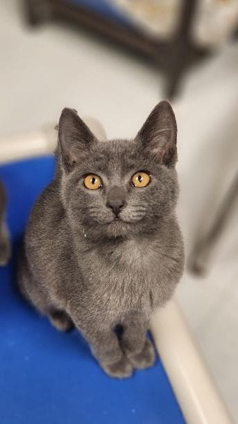 Kitten 28234 (Biscoff)
