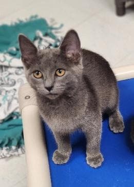 Kitten 28251 (Melody)