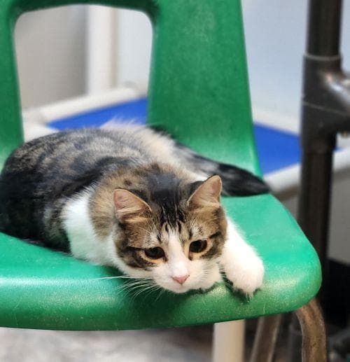 Cat 27746 (Jasper)
