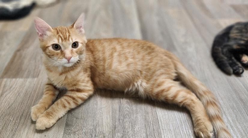 Kitten 27952 (Woody)