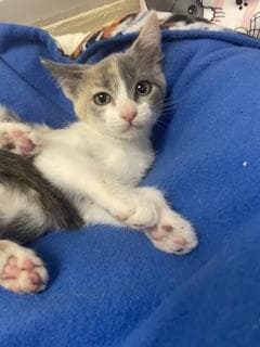 Mochi