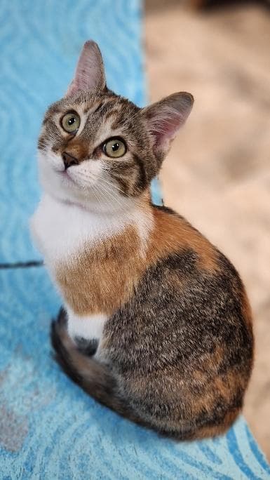 Kitten 28002 (Katniss)