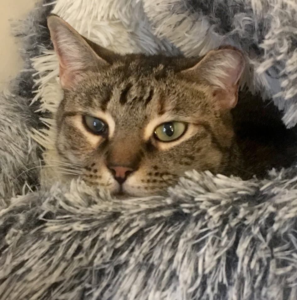 Ella