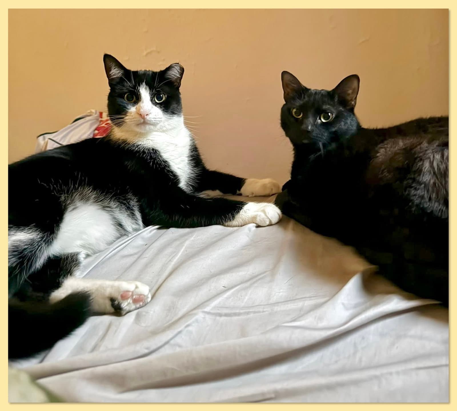 Nova and Orion