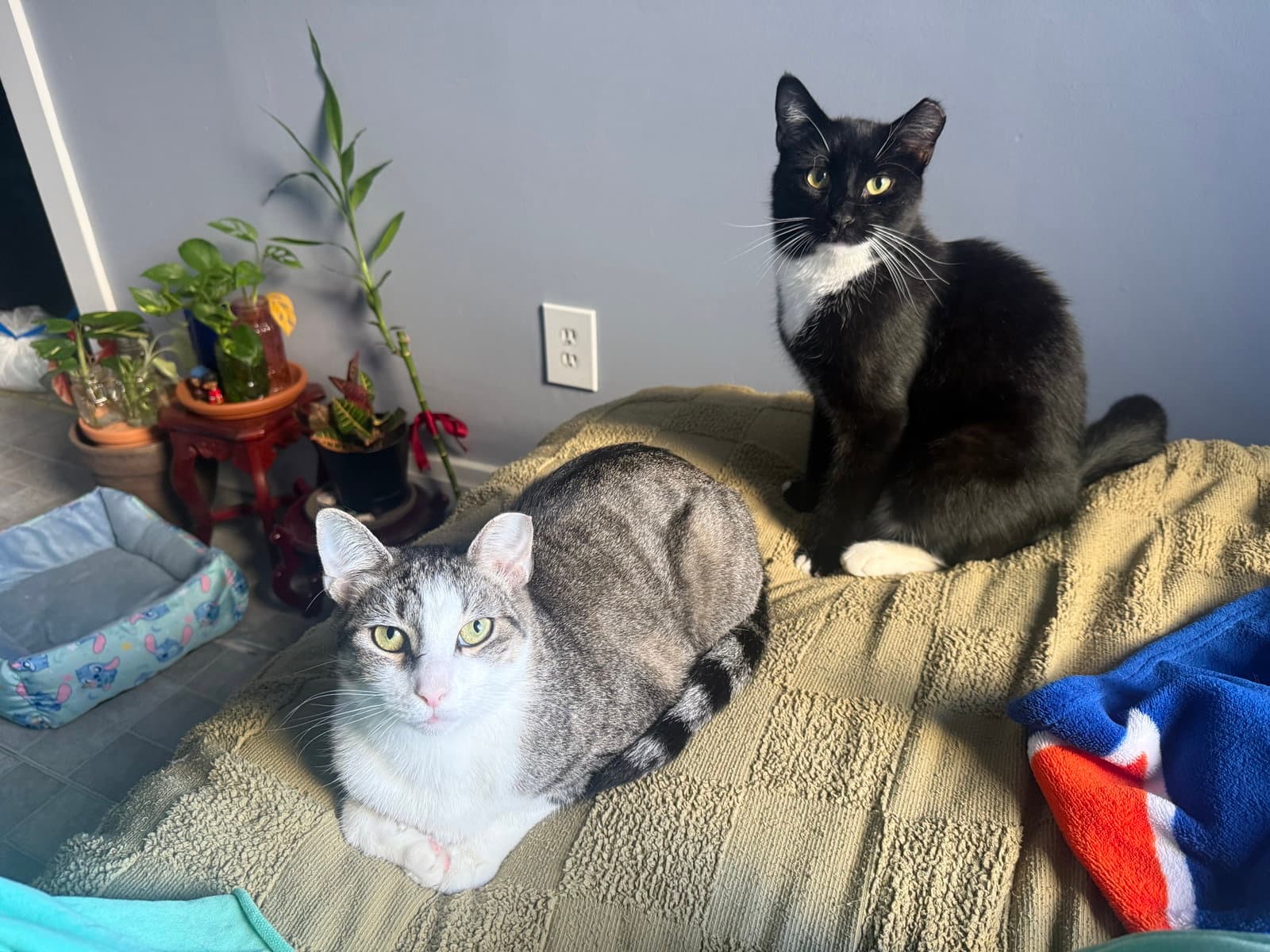Marquis and Majesty