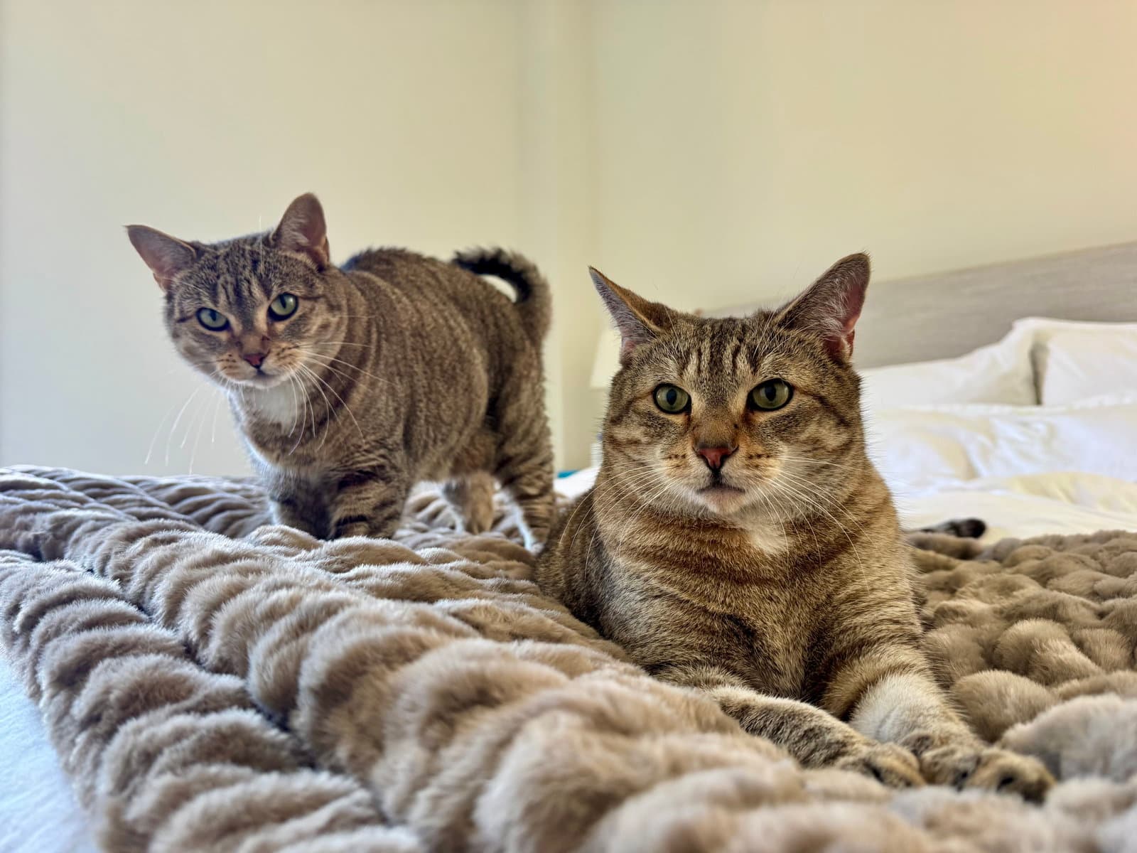 Figgy and Luna