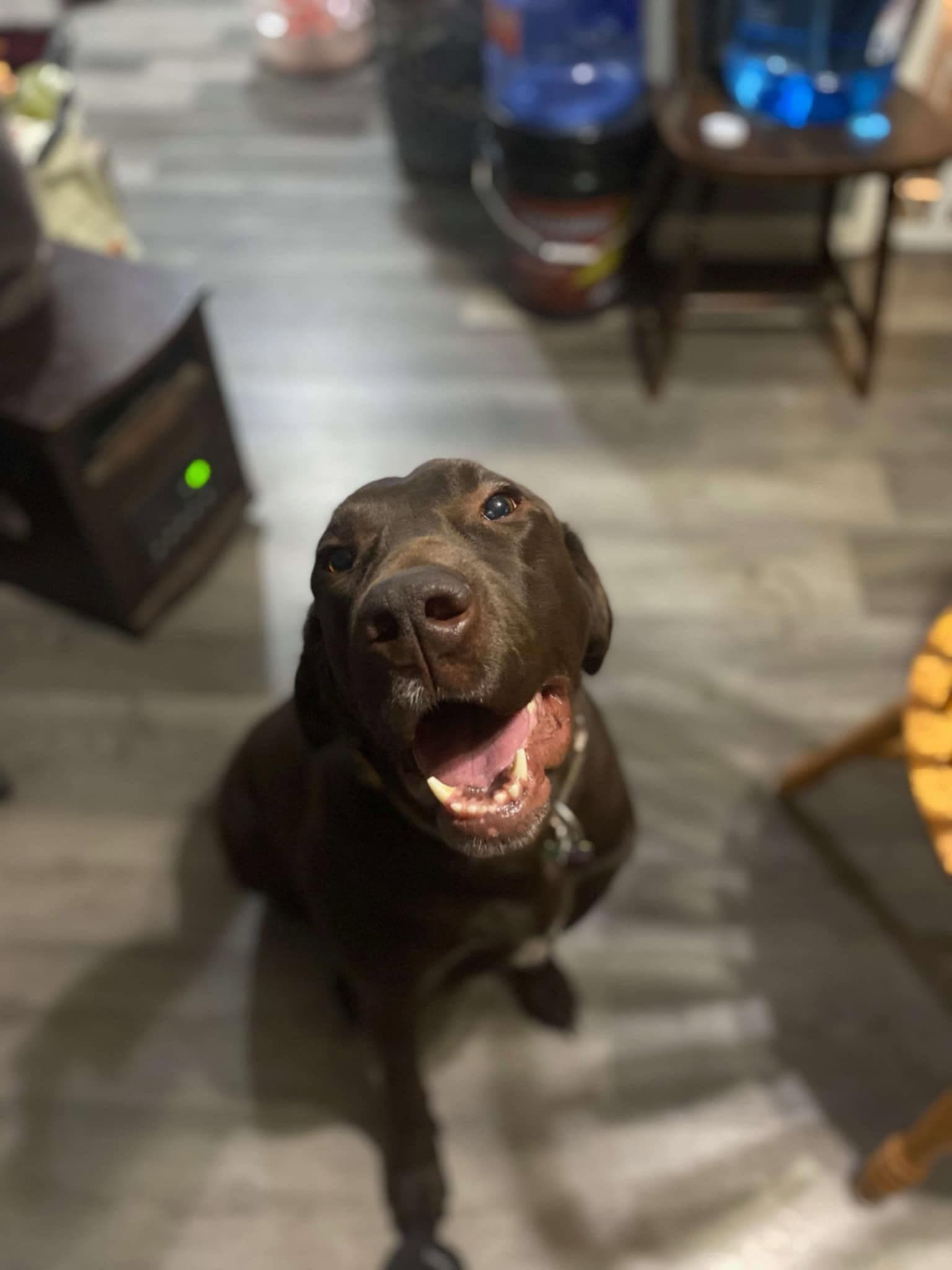 Pistol (Courtesy Post)