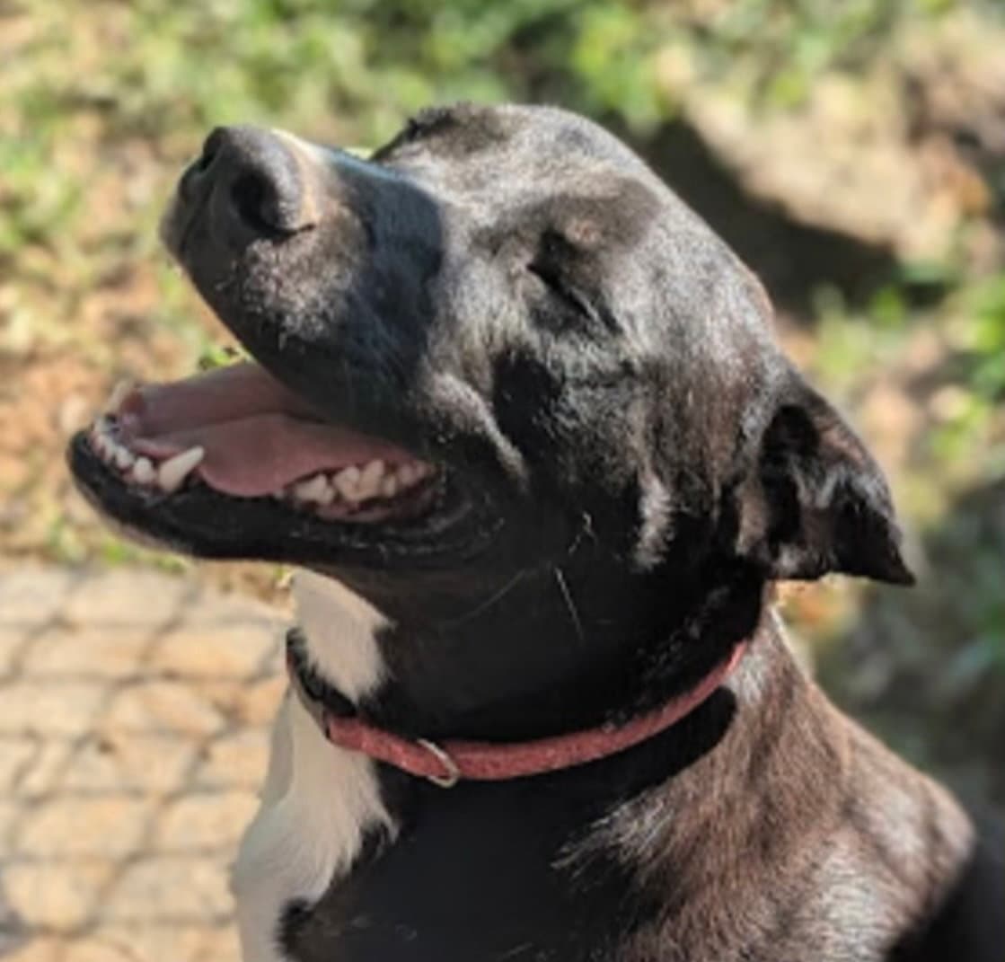Sidney (in foster)