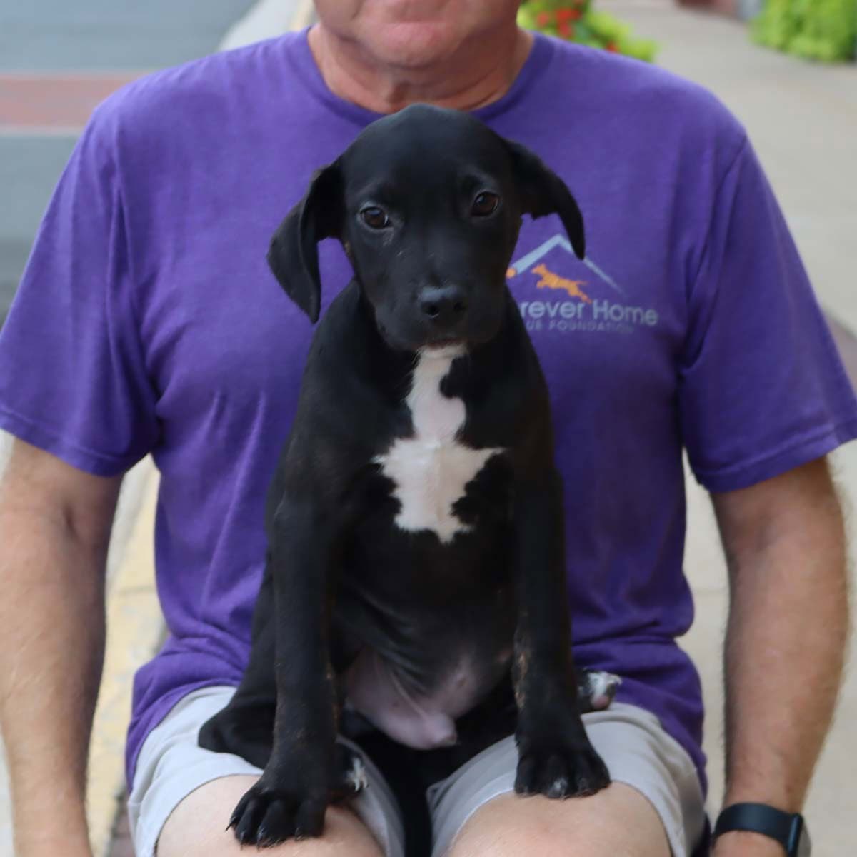 Adorable Labs Roy