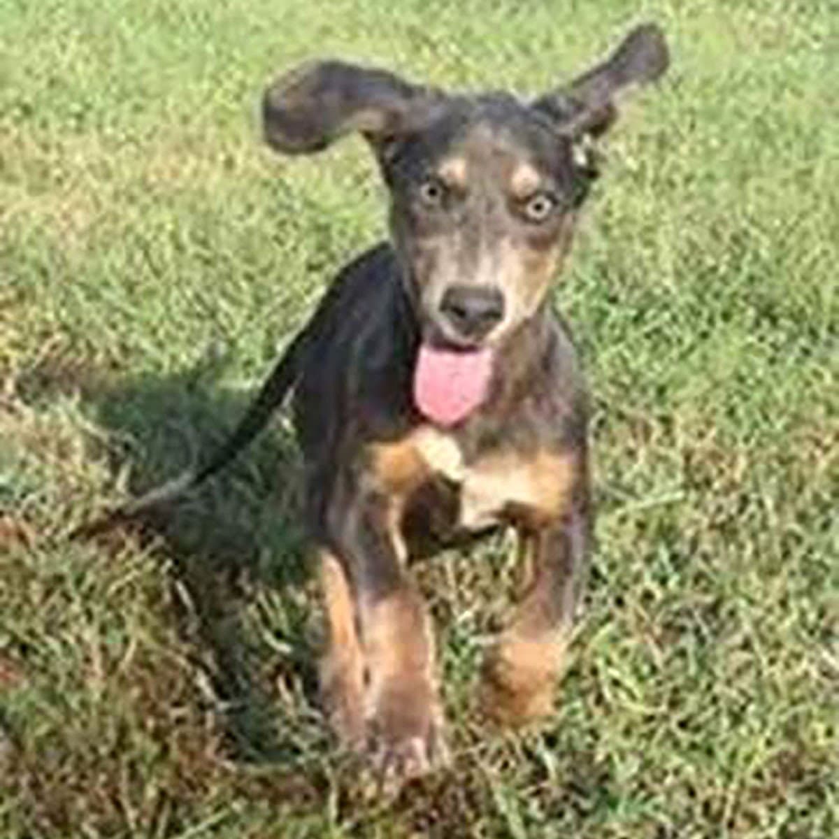 Dobbie Shasta