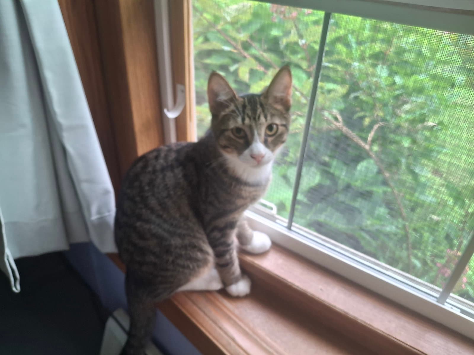 Franklin