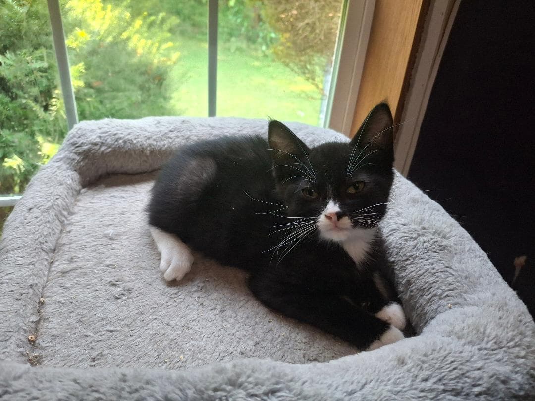 Figaro