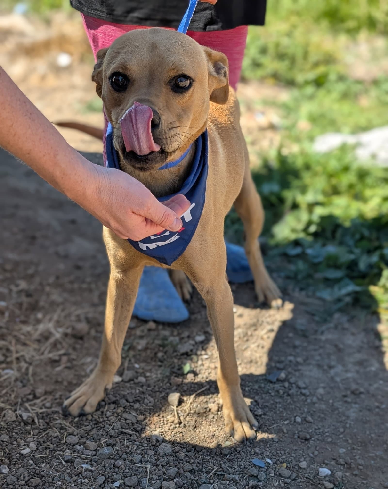 Scooby