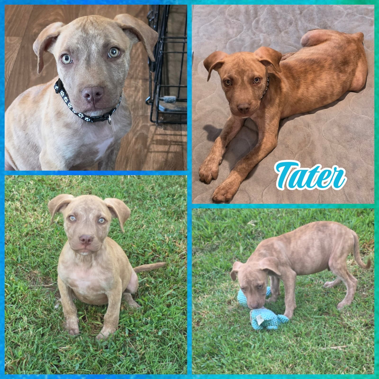 Tater
