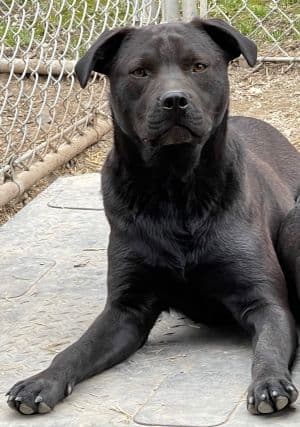 Ruger