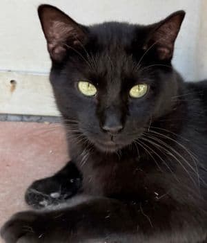 Licorice