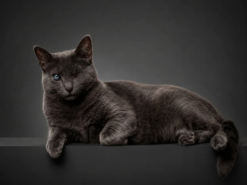 Silver (FELV+ Foster Kitty)