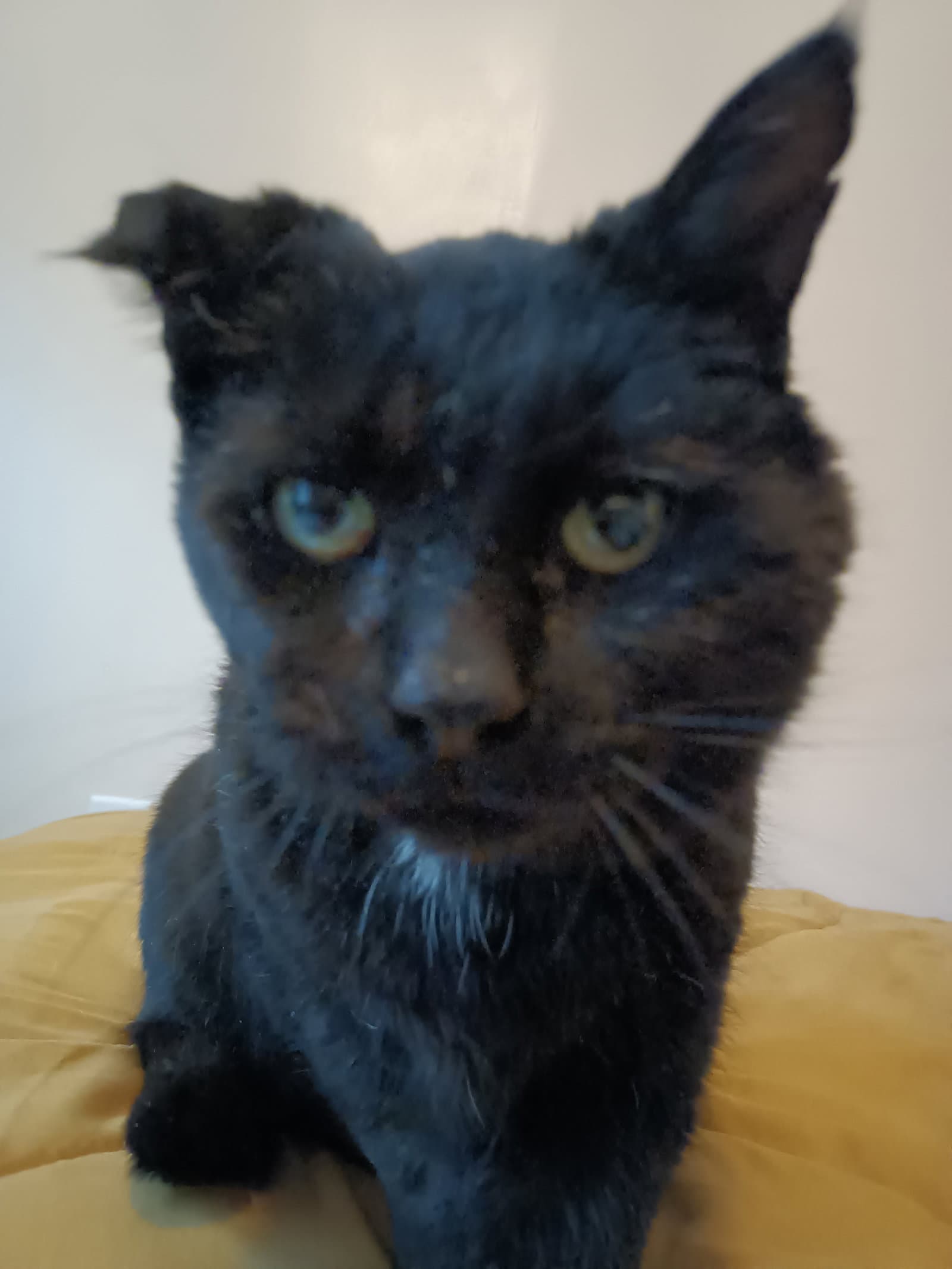 (ACCC Courtesy Post) Kiko (FIV+)