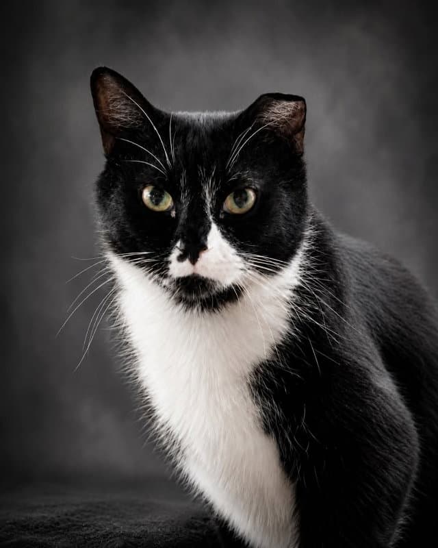 Henray (bonded with Ray Ray)