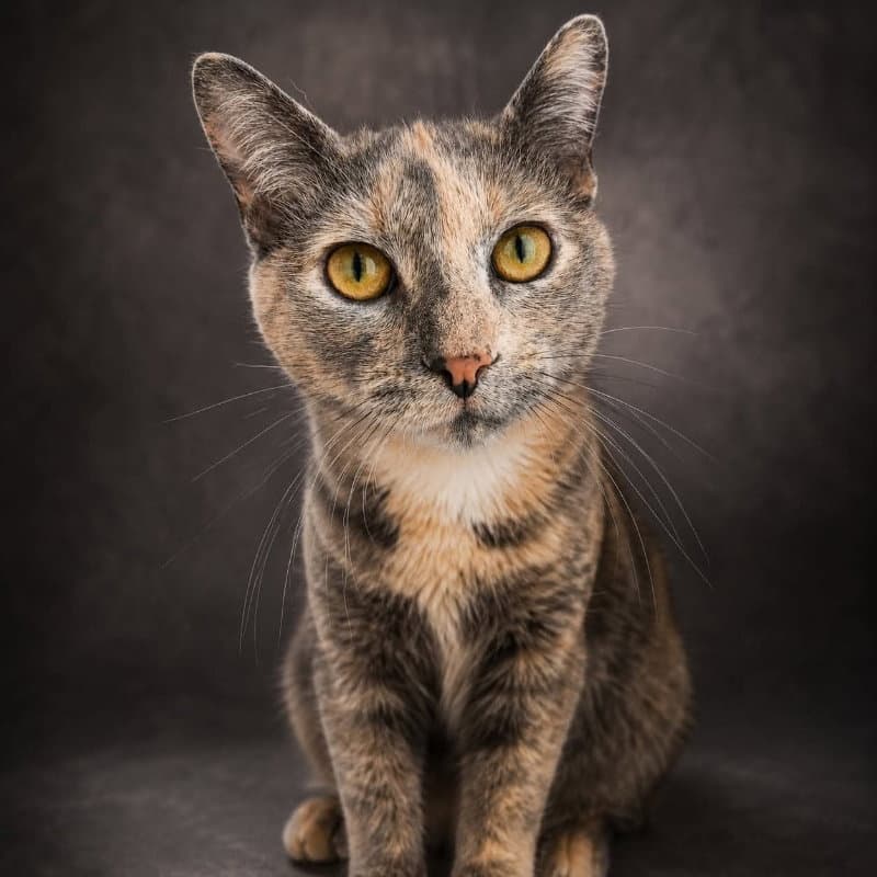 Skye