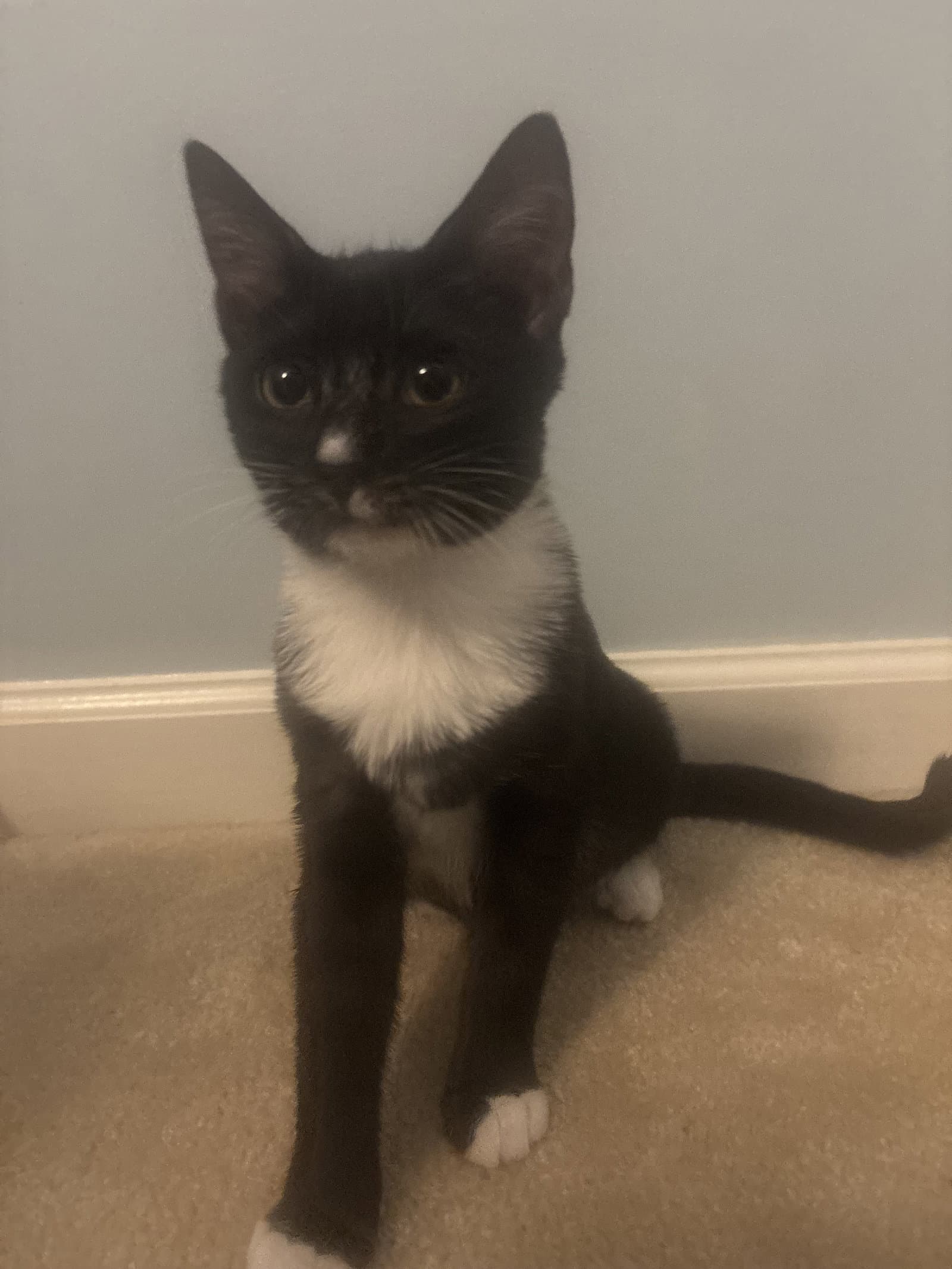 Prada (Lucky Paw)