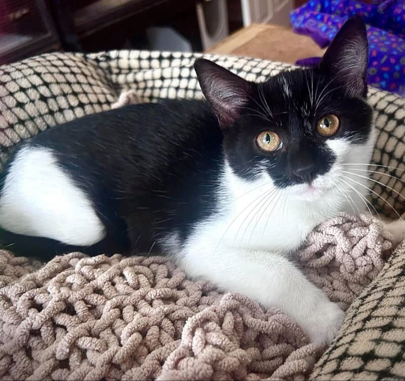 Penny