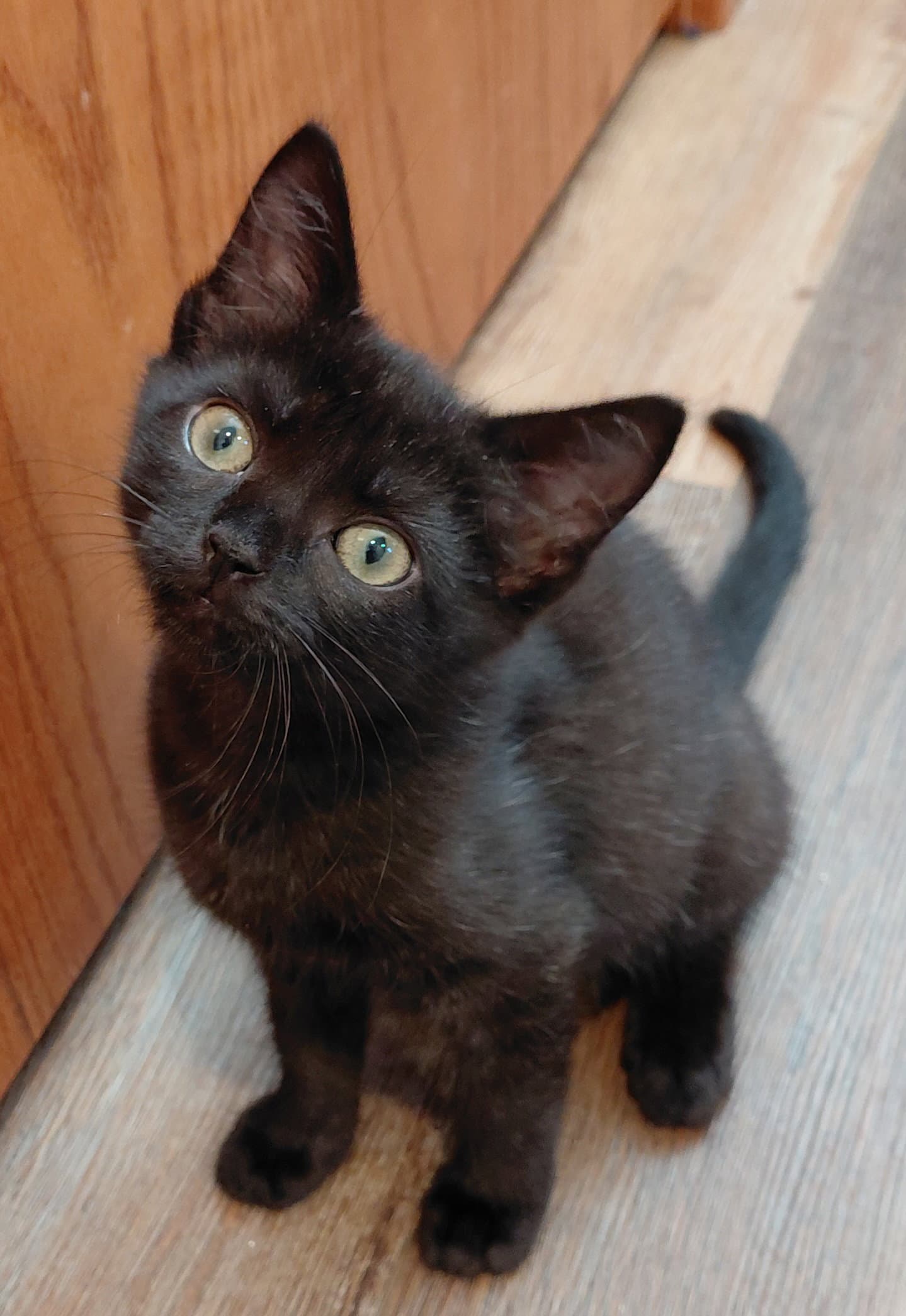Faith ( bonded with Grace) ( foster cat)