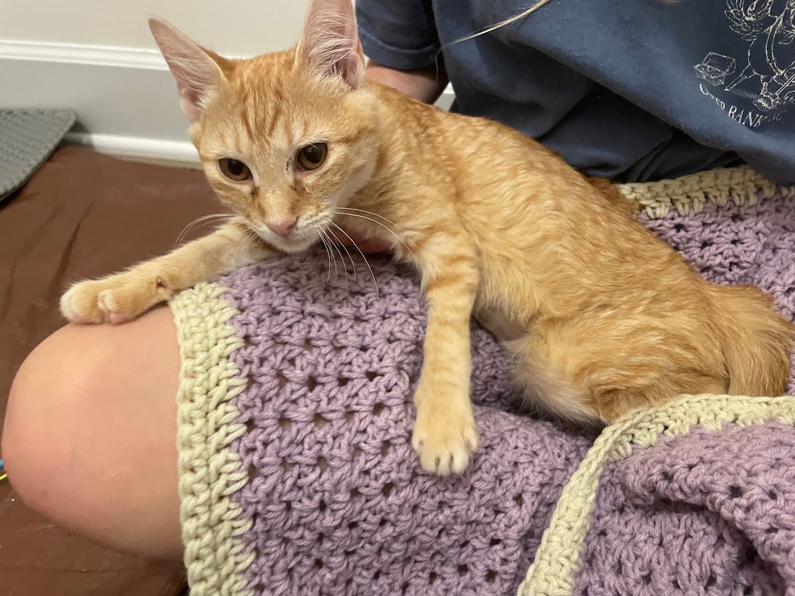 Sandstorm (foster cat) bonded with Greystripe
