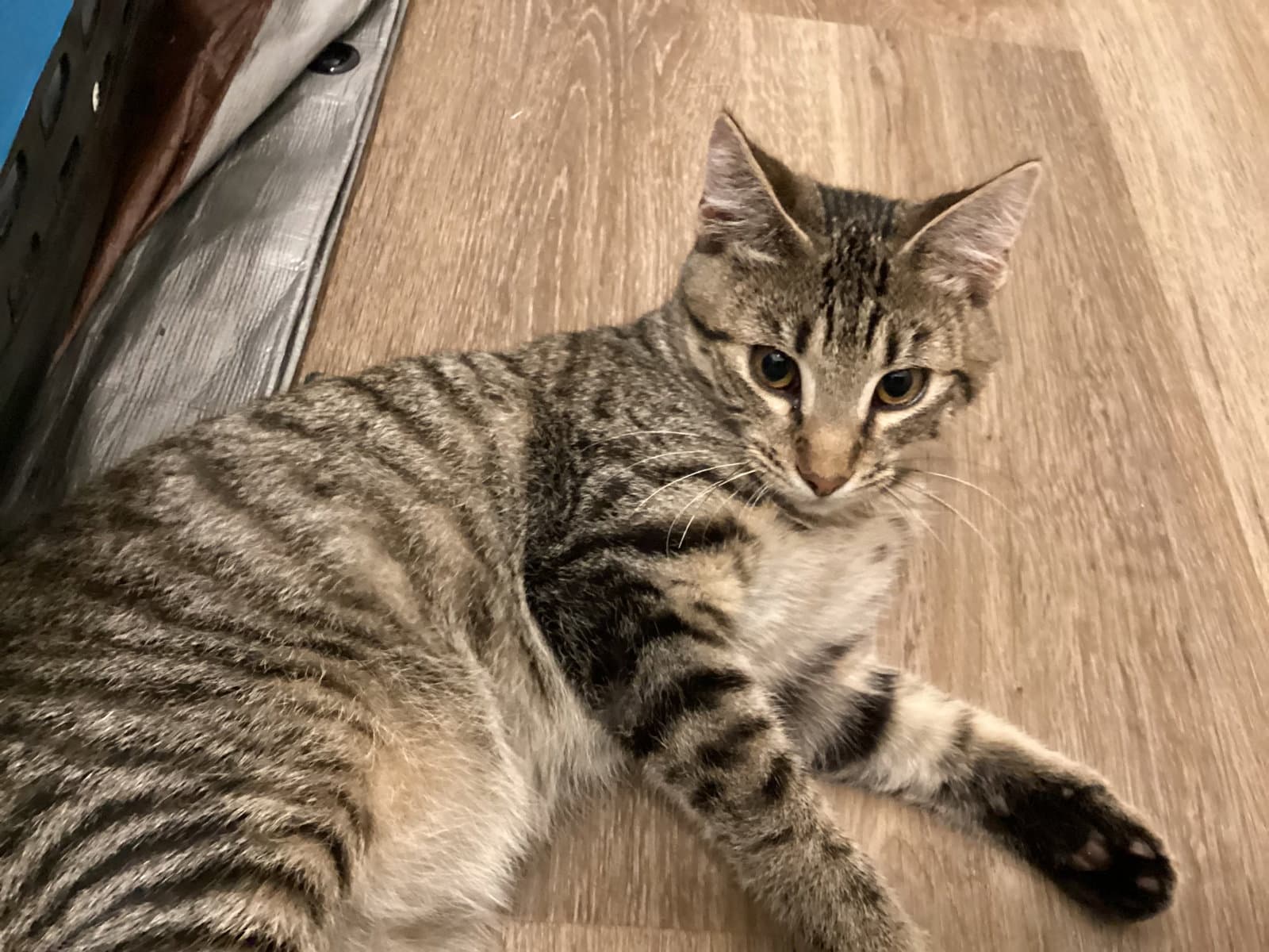 Greystripe (foster cat) bonded with Sandstorm