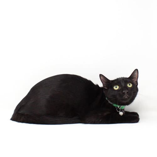 Nyx