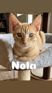 Nola