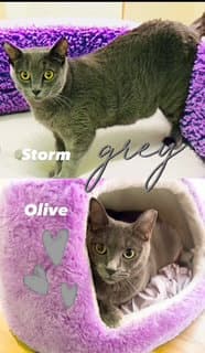 Storm (bonded with Olive)