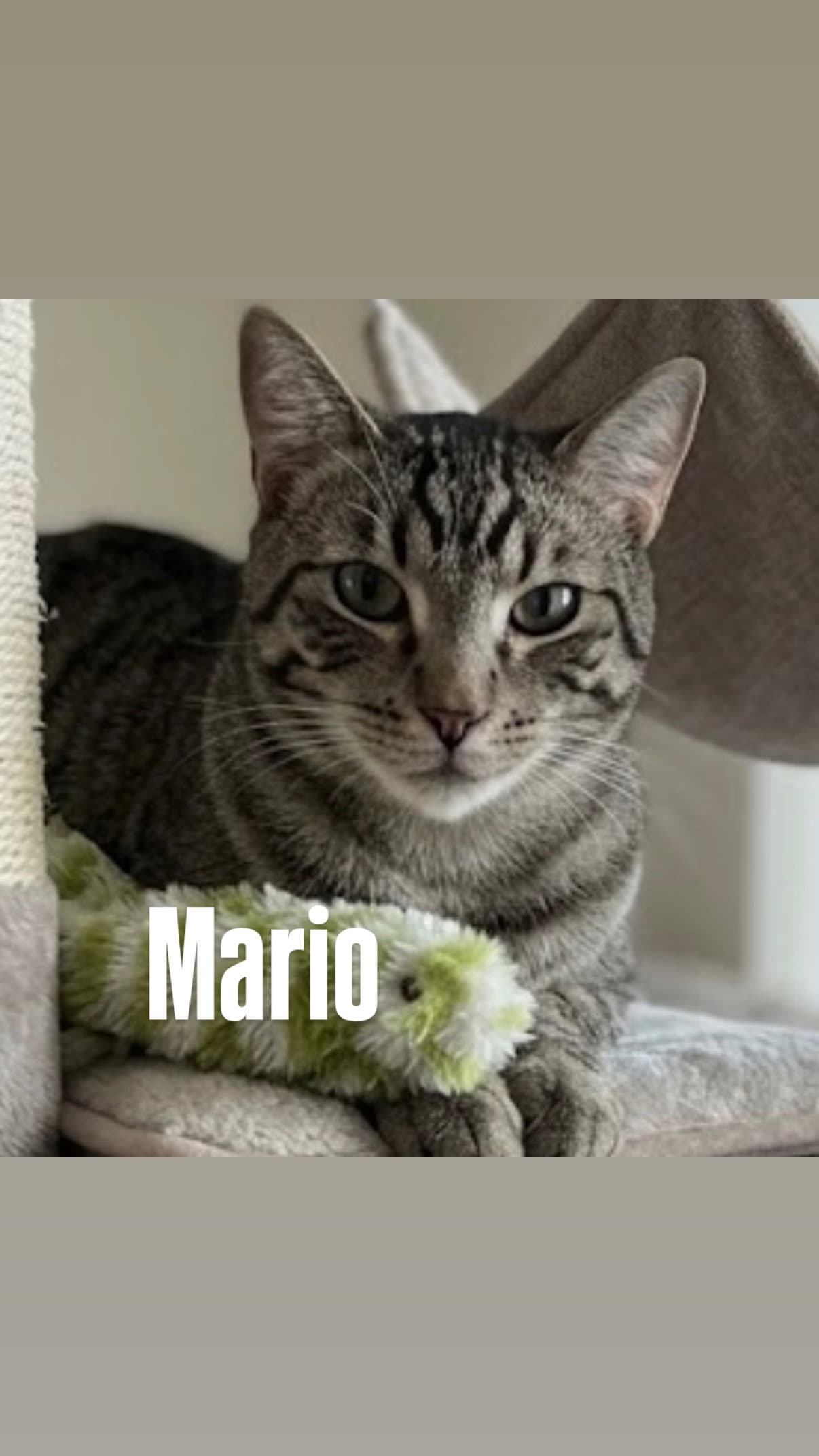 Mario (Super Mario)