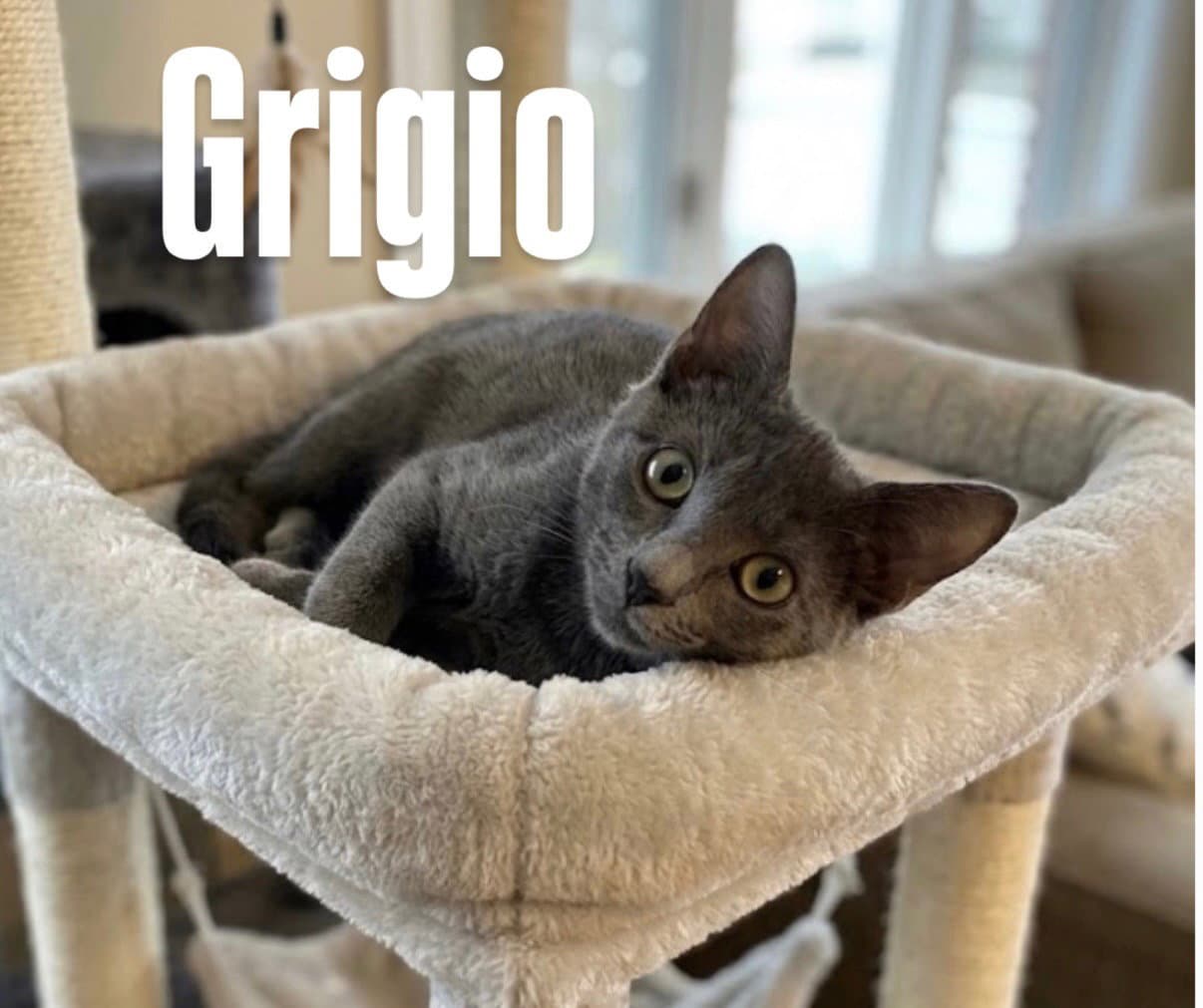 Grigio