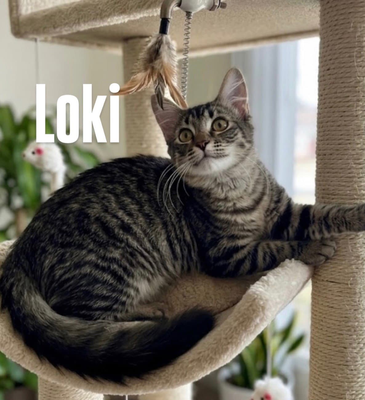 Loki