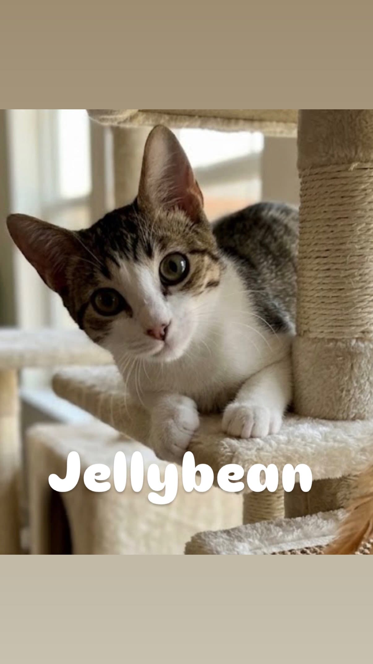 Jellybean