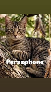 Persephone