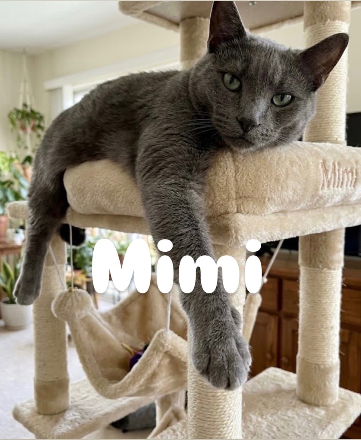 Mimi