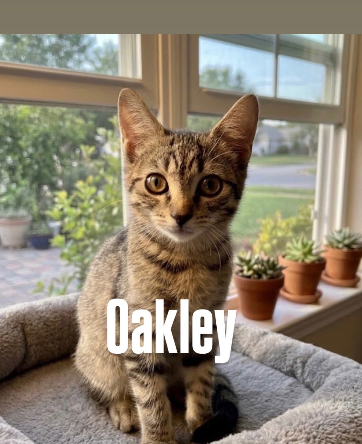 Oakley