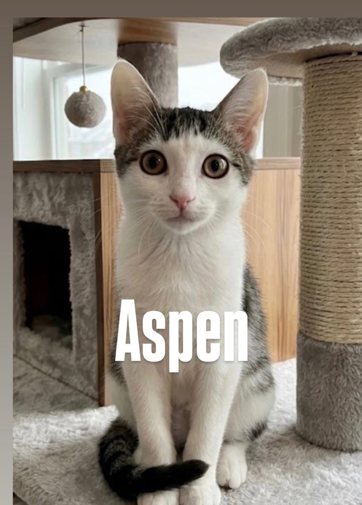 Aspen