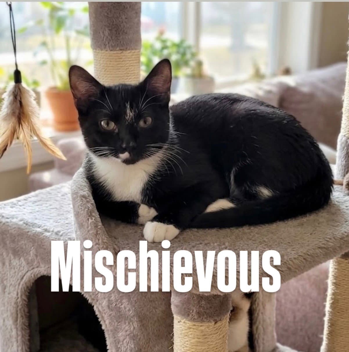 Mischievous