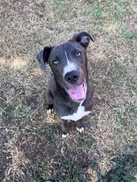 SWAYZE