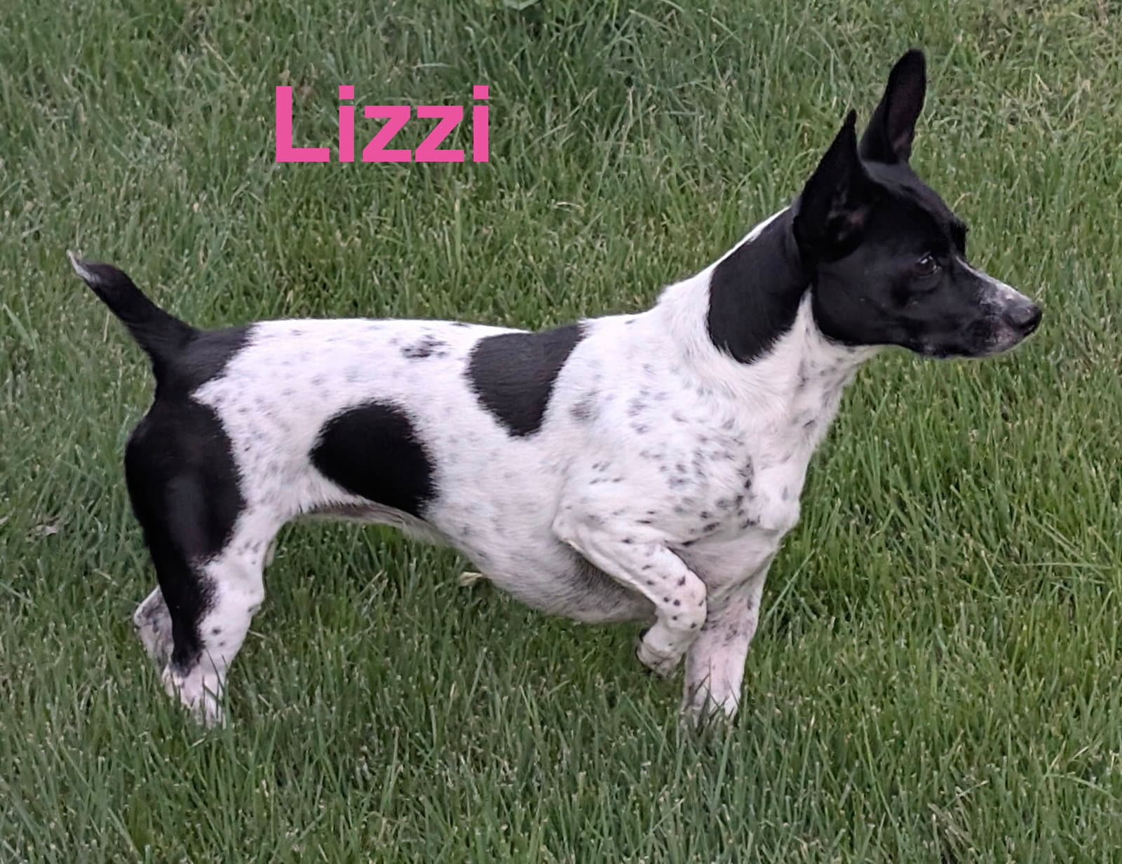 Lizzi