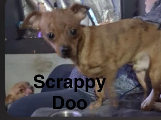 Scrappy Doo