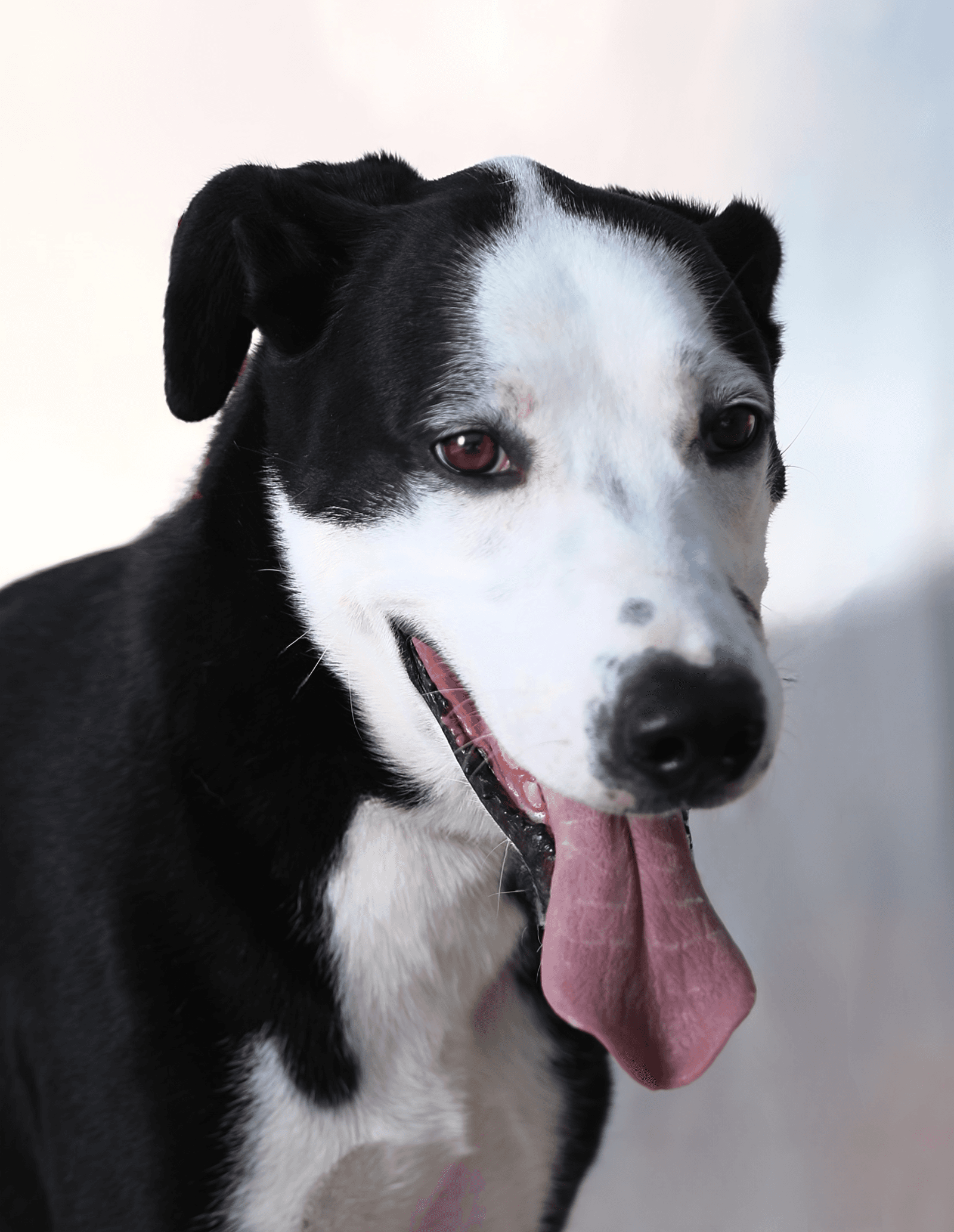 Bingo