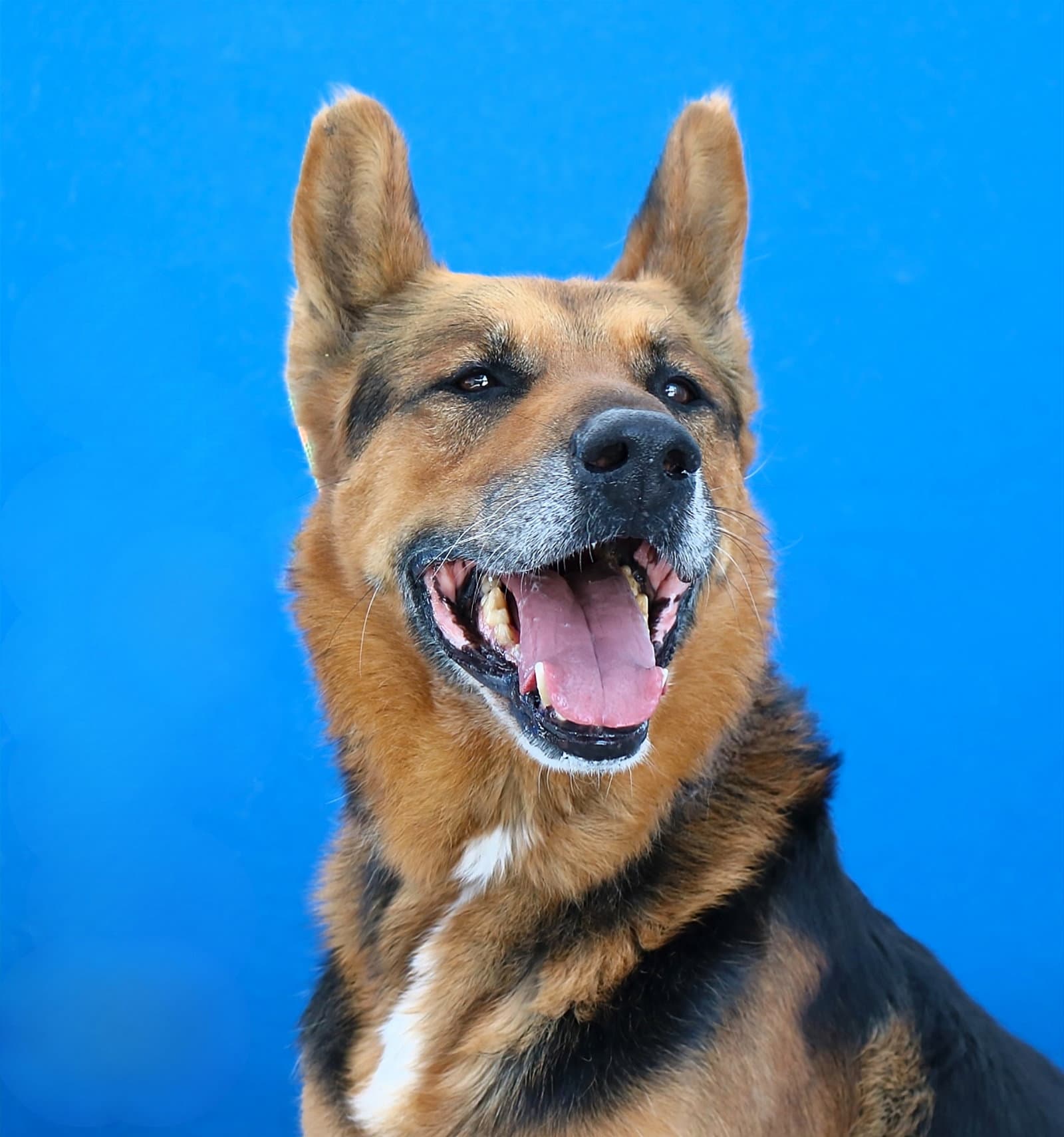 MAXIMUS