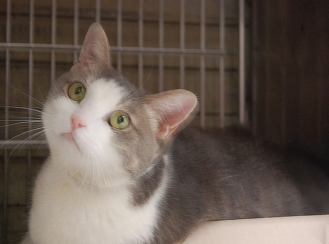 YUKI