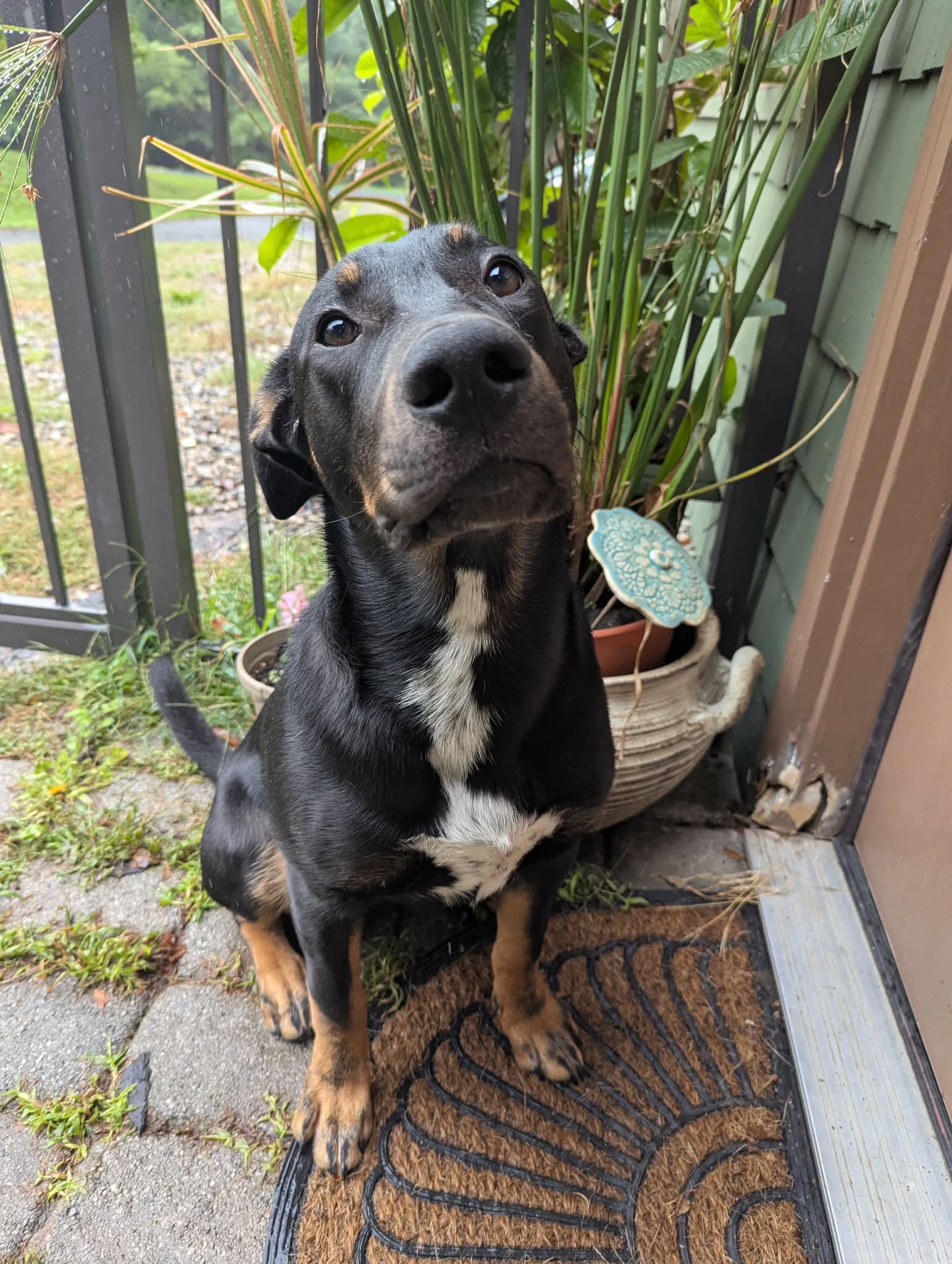 Oliver